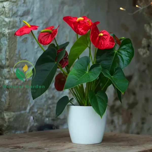 Anthurium2