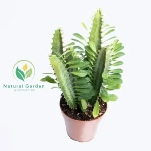 Euphorbia trigona 2