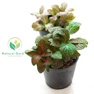 Fittonia 2