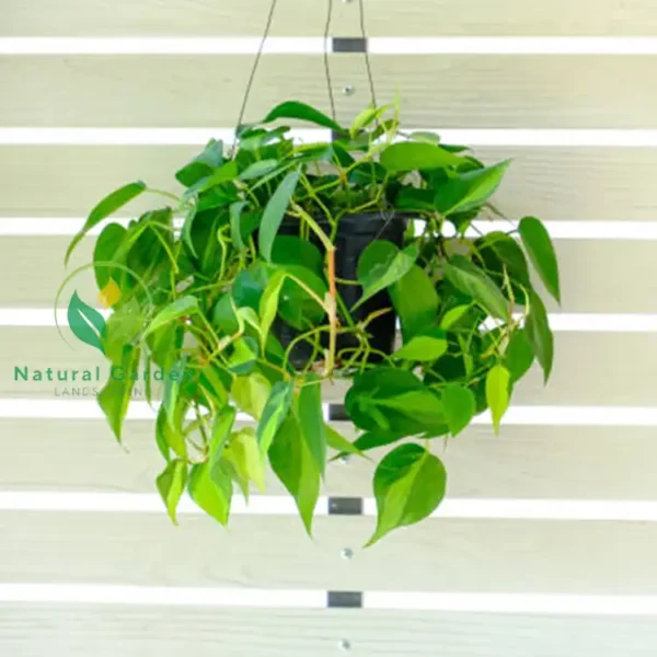 heartleaf philodendron