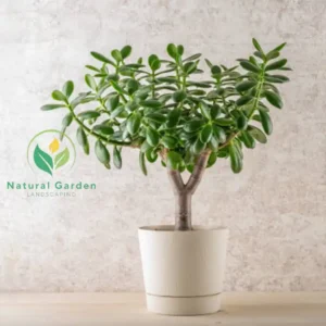 jade plant
