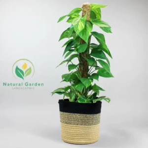 money plant