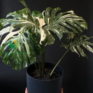 Monstera Borsigiana