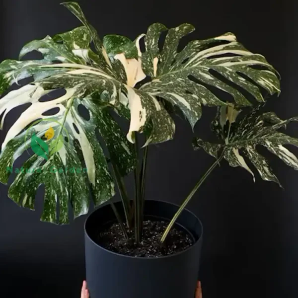 Monstera Borsigiana