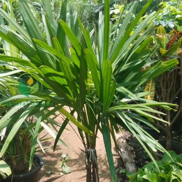 Rhapis Excelsa 4
