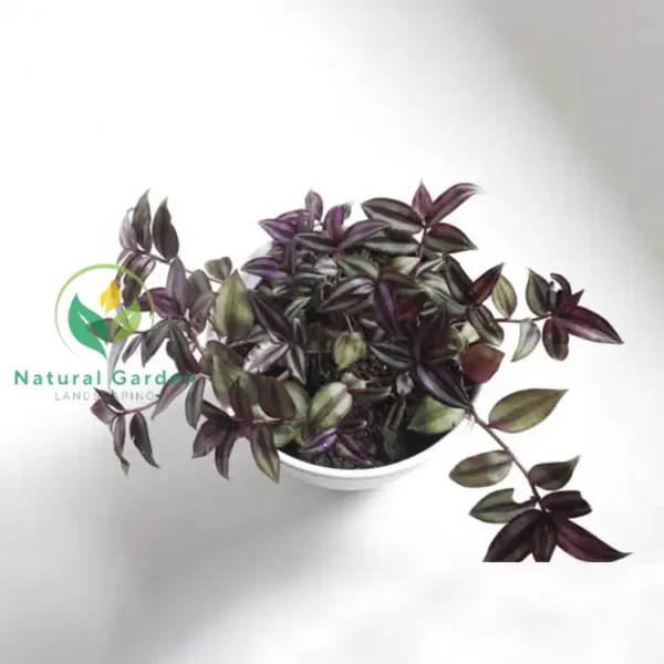Tradescantia zebrina 2