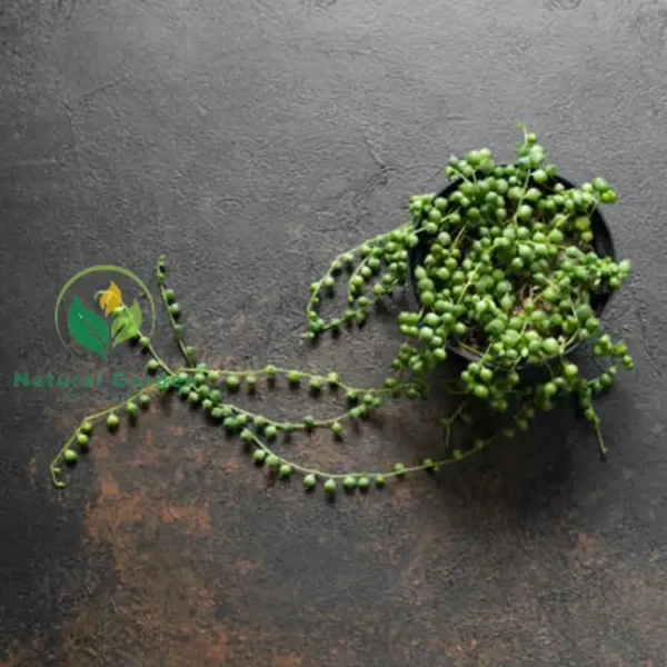 String of Pearls 1