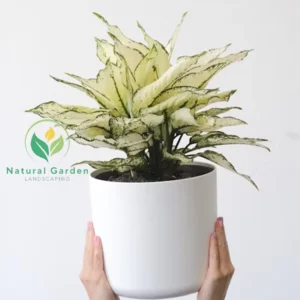 Aglaonema