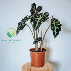 Alocasia