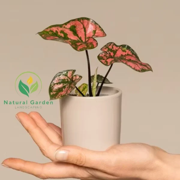 Baby Caladium