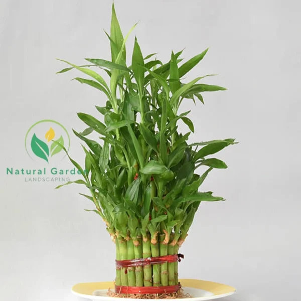 Bamboo