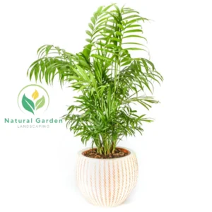 Chamaedorea elegans