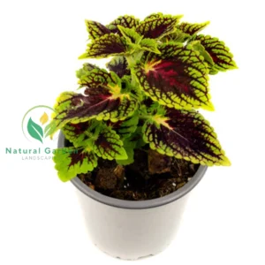 Chinese Coleus 1