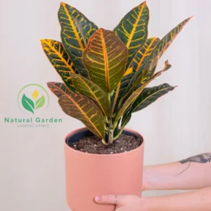 Croton