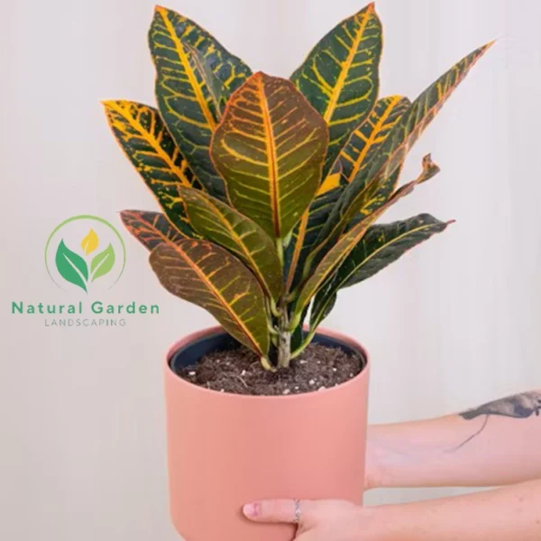 Croton