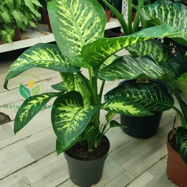 Dieffenbachia1
