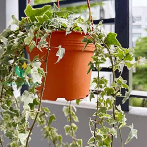 English Ivy 1
