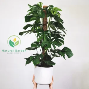 Monstera