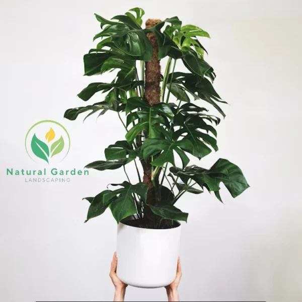 Monstera