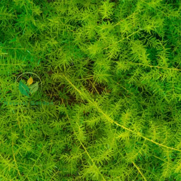 asparagus fern3