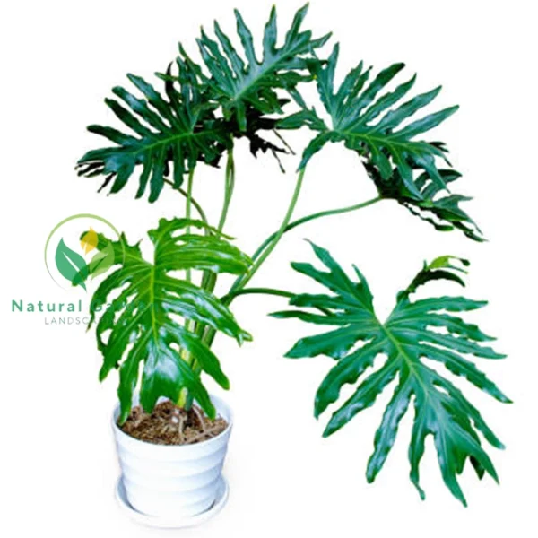 Philodendron selloum