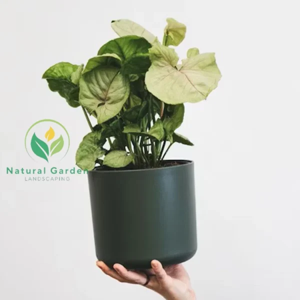syngonium1