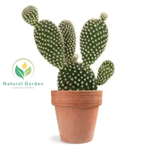 Bunny Ears Cactus 3