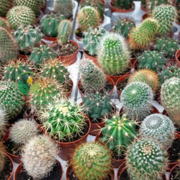 Chin Cactus