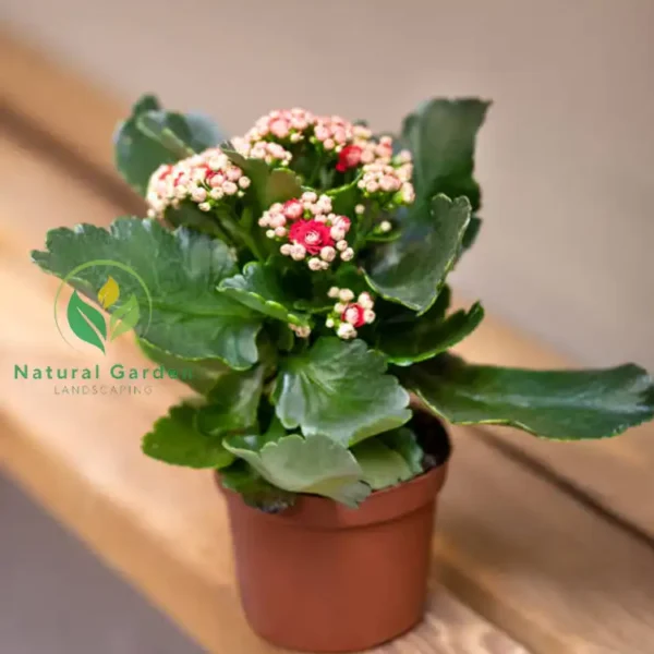 Christmas Kalanchoe