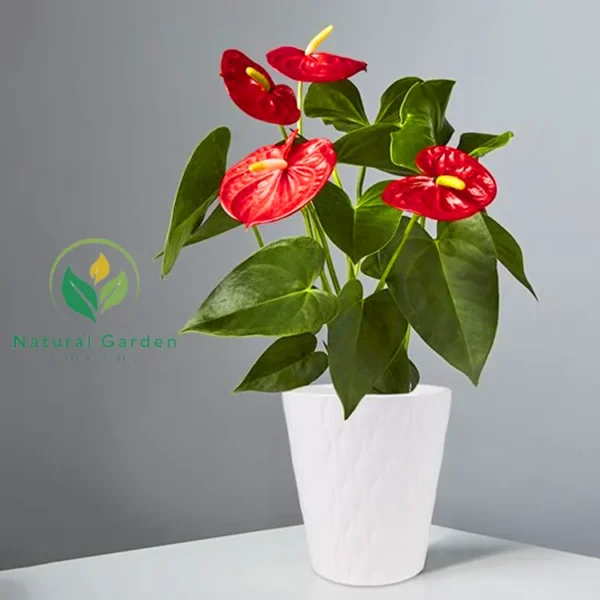 Anthurium