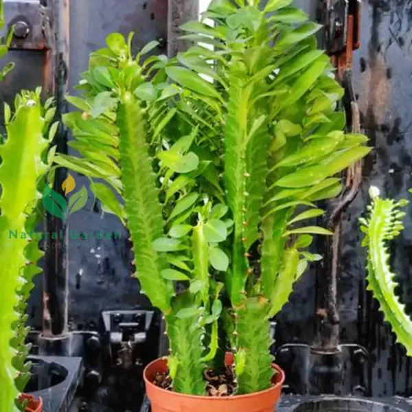 Euphorbia trigona 1