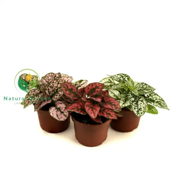 Fittonia